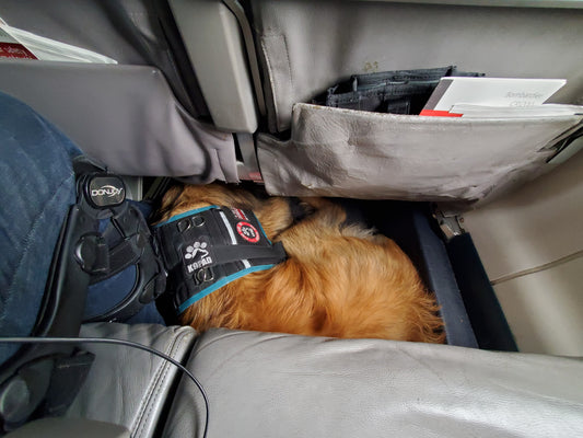 Travelling With Your Service Dog