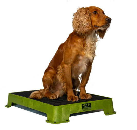 Cato Board Dog Training Platform