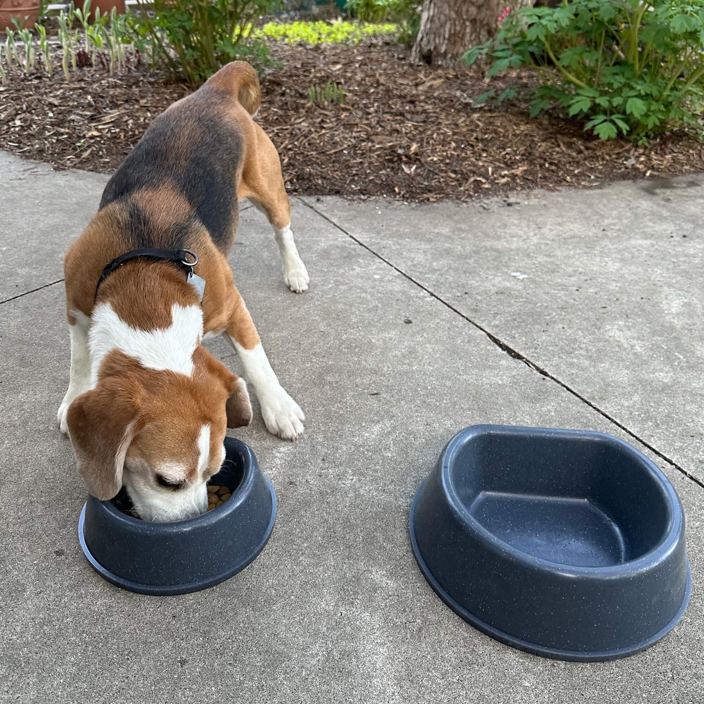 Ruff Land Dog Bowl (IN STOCK - READY TO PICKUP)